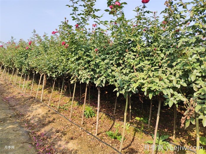 南阳基地教你棒棒糖月季的嫁接方法(图2) 南阳基地教你棒棒糖月季的嫁接方法(图2)