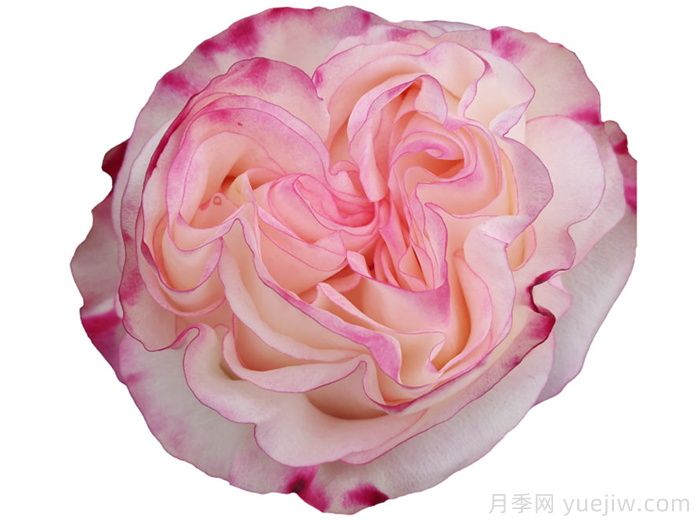 可爱教主月季/小可爱/非常可爱(图1)