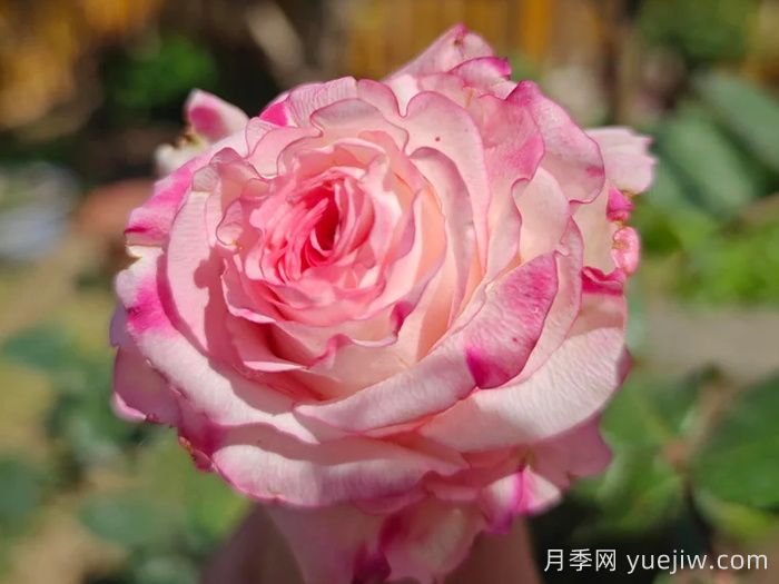 可爱教主月季/小可爱/非常可爱(图2)