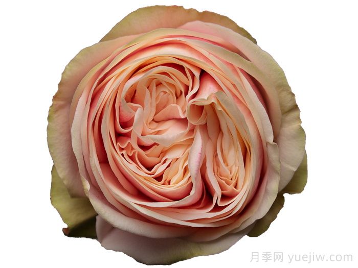 天鹅格蕾丝月季/优雅天鹅(图1) 天鹅格蕾丝月季/优雅天鹅(图1)