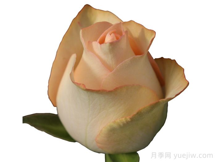 桃色朱米莉亚月季/桃色艾莎月季(图1)