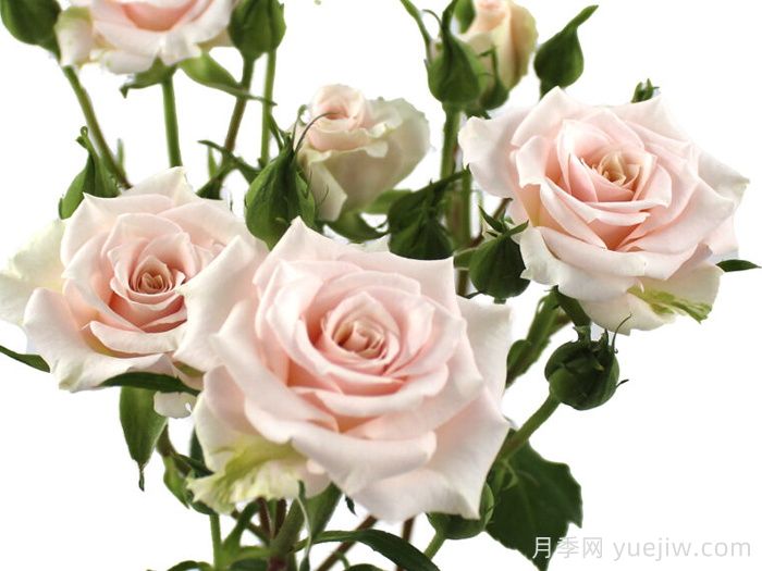 浪漫之花月季(图1) 浪漫之花月季(图1)