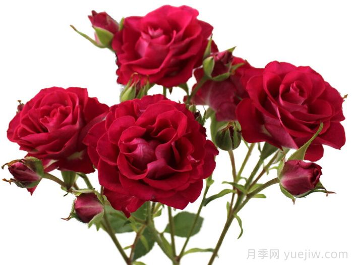 棒棒糖之花月季(图1) 棒棒糖之花月季(图1)