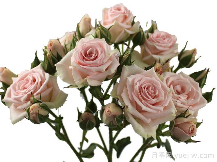 闪耀之花月季(图1) 闪耀之花月季(图1)