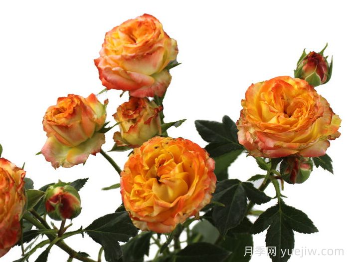 爆炸之花月季(图1)