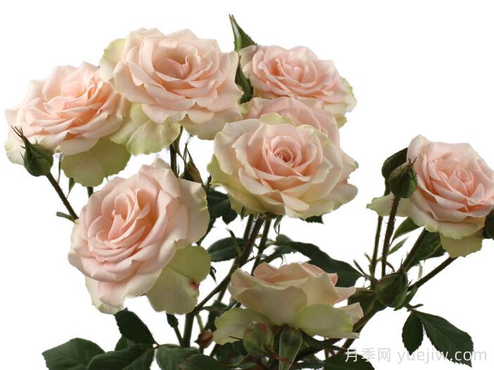 感谢之花月季(图1) 感谢之花月季(图1)