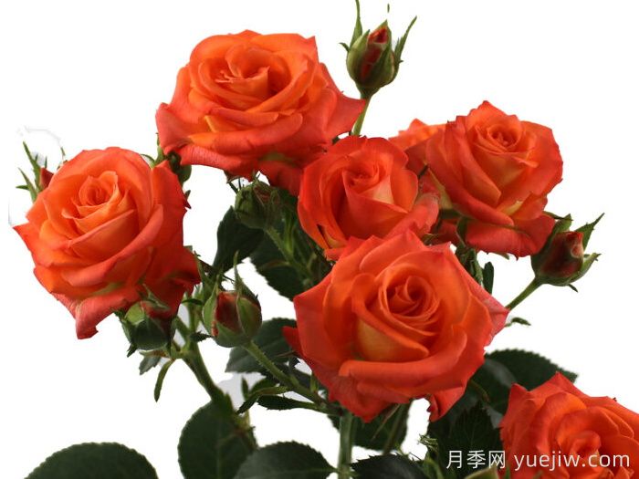 桔橙之花月季(图1) 桔橙之花月季(图1)