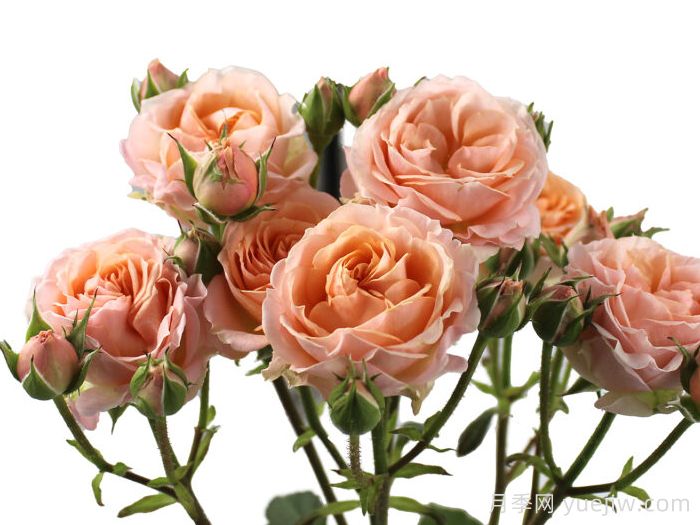 桃色之花月季(图1) 桃色之花月季(图1)