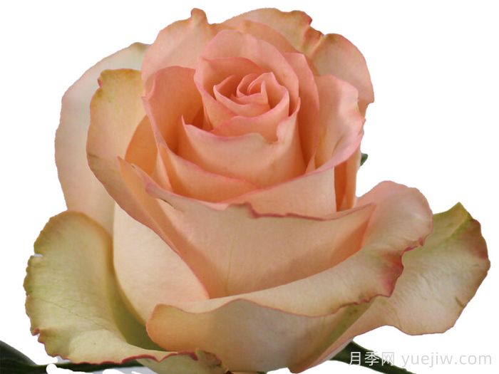 简约朱米莉亚月季/简约艾莎(图1)