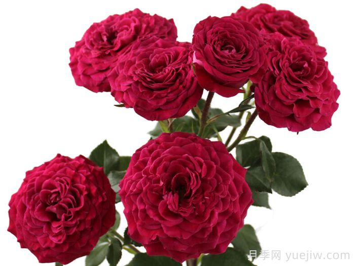 樱桃之花月季(图1) 樱桃之花月季(图1)