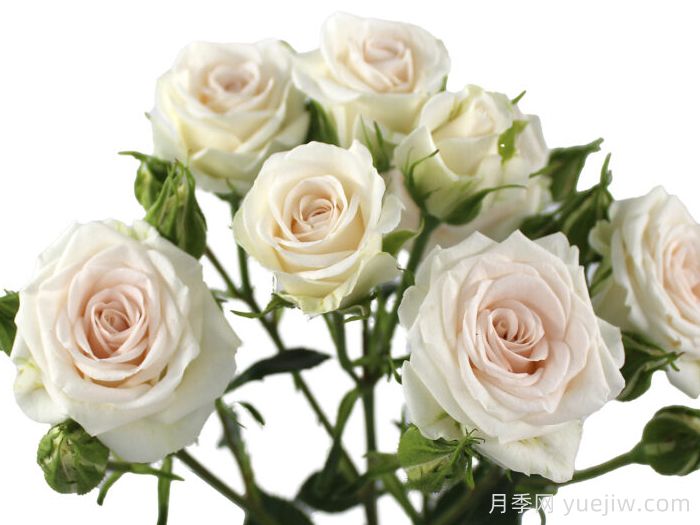 沙滩之花月季(图1) 沙滩之花月季(图1)