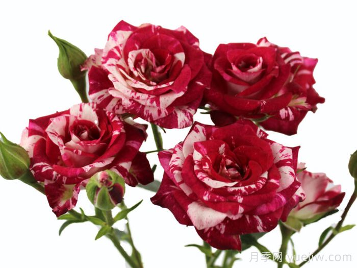 闪烁之花月季(图1) 闪烁之花月季(图1)