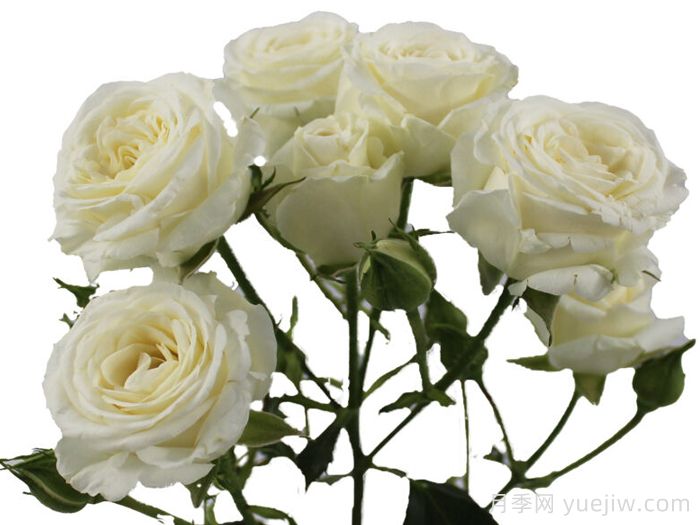 雪之花月季(图1) 雪之花月季(图1)