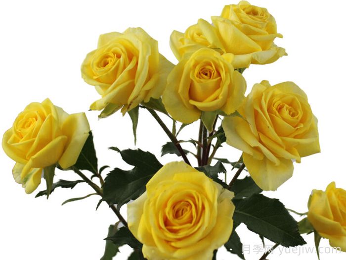 金色之花月季(图1)