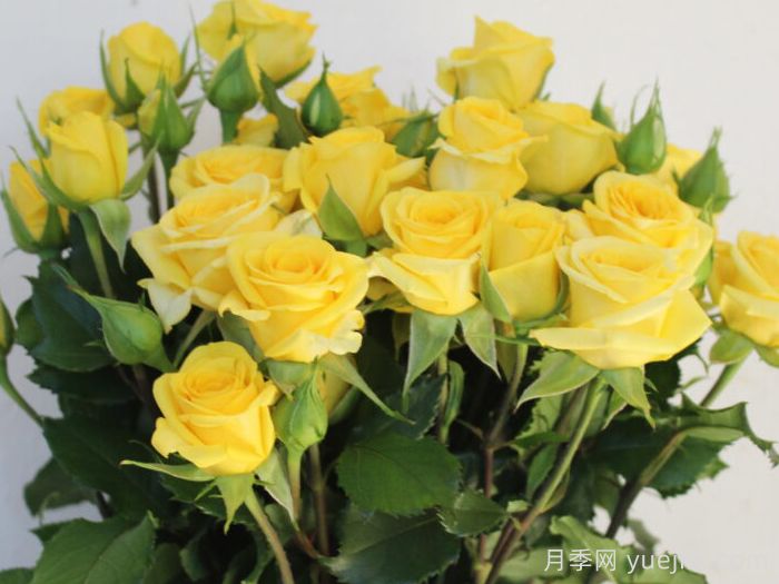 金色之花月季(图2)