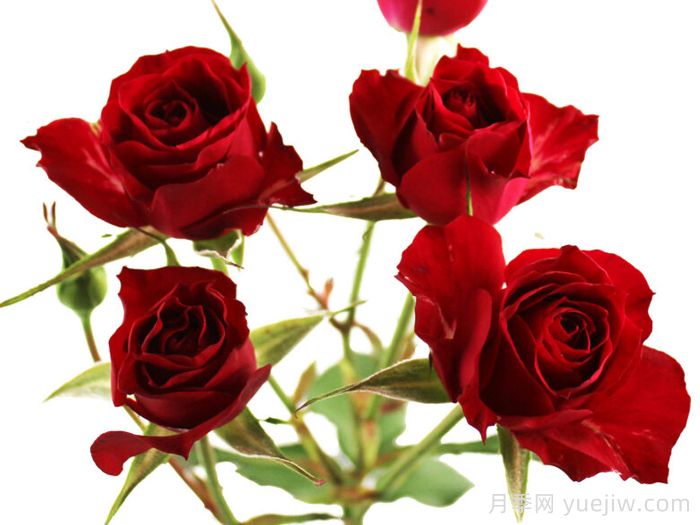 可爱之花月季(图1)