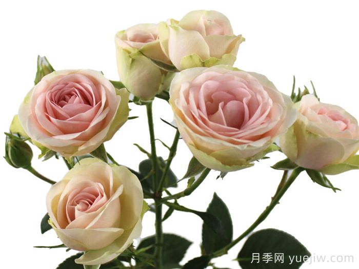 甜蜜之花月季(图1)