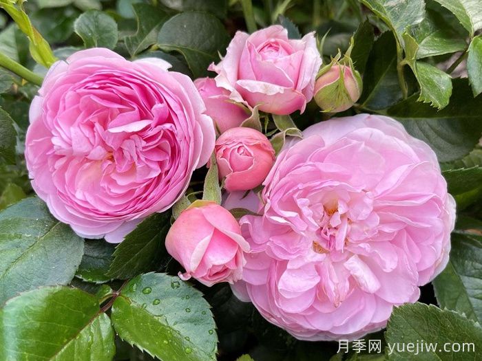 8首最美月季花古诗，春天赏花品诗(图1)