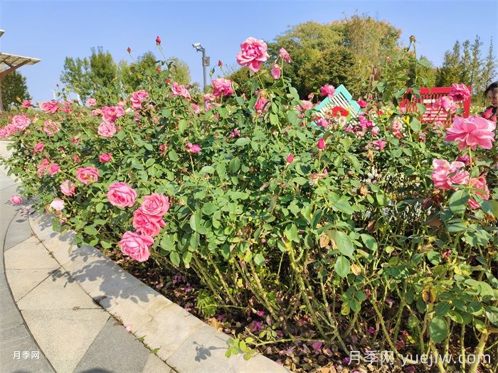 月季花开，南阳月季在园林绿化的场景展示(图3)