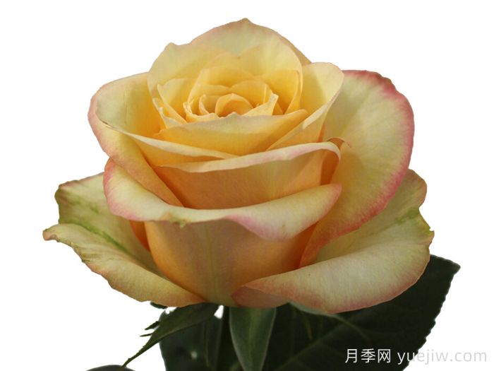 桃色博加德月季/桃子鲍嘉(图1)