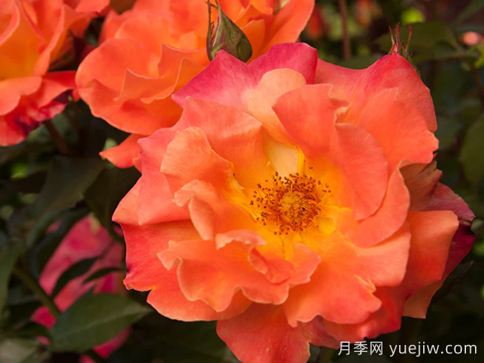 橘红潮月季/橙色波浪(Heirloom)(图1)