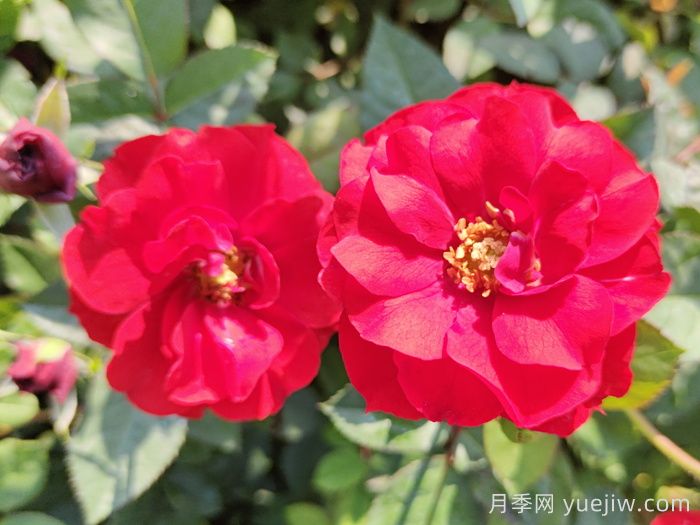 莫海姆月季/曼海姆宫殿月季(图1)