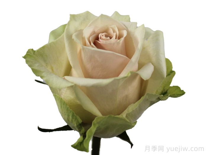 甜蜜阿达洛尼亚月季(图1) 甜蜜阿达洛尼亚月季(图1)