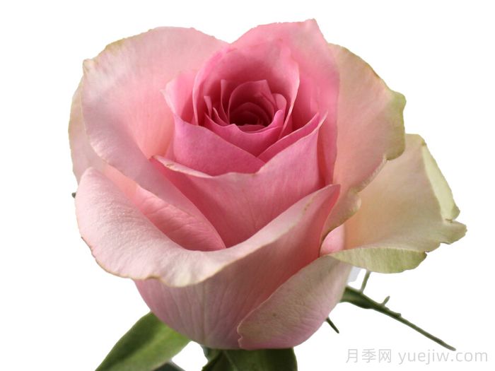 美味魅力月季(图1)