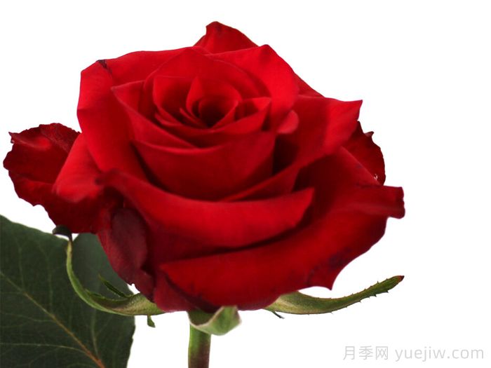 獭祭月季/塔吉(图1) 獭祭月季/塔吉(图1)