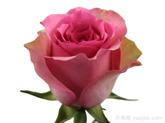 甜蜜微笑月季(图1) 甜蜜微笑月季(图1)