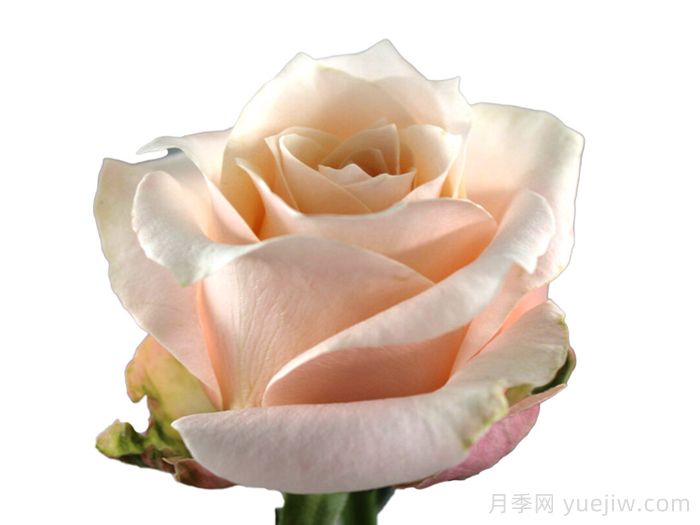 漂亮枕头月季(图1) 漂亮枕头月季(图1)