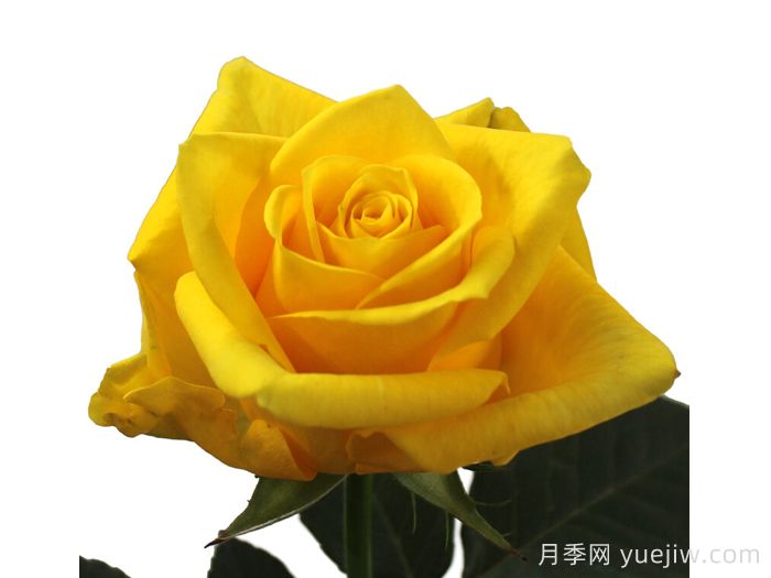 金鸟月季(图1) 金鸟月季(图1)