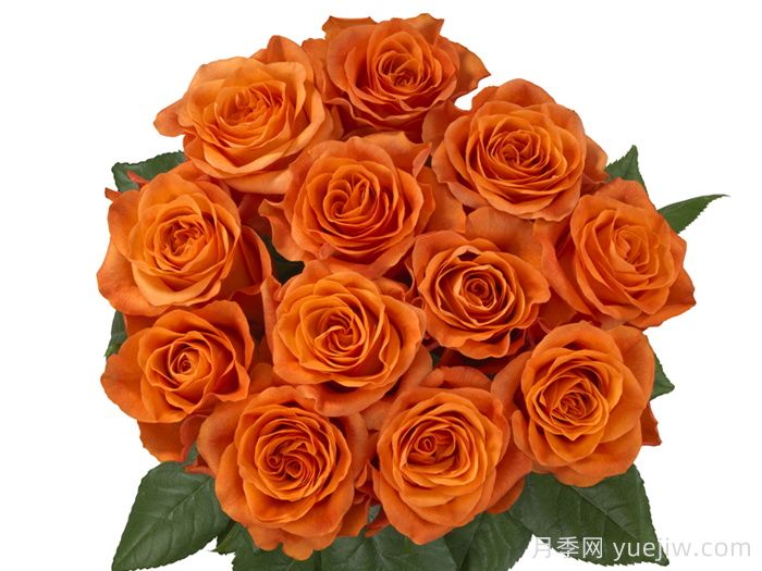 橘红潮月季/橙色波浪(荷兰)(图2) 橘红潮月季/橙色波浪(Interplant)(图2)