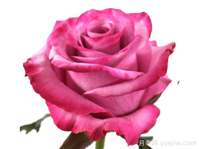 塞琳娜月季(荷兰)(图1) 塞琳娜月季(荷兰)(图1)