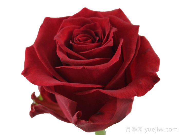 红狮子月季(图1) 红狮子月季(图1)