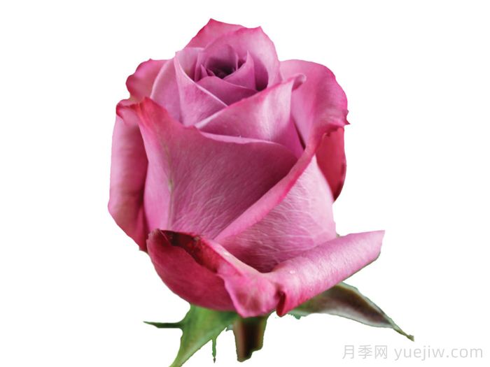 新奥尔良月季(图1) 新奥尔良月季(图1)