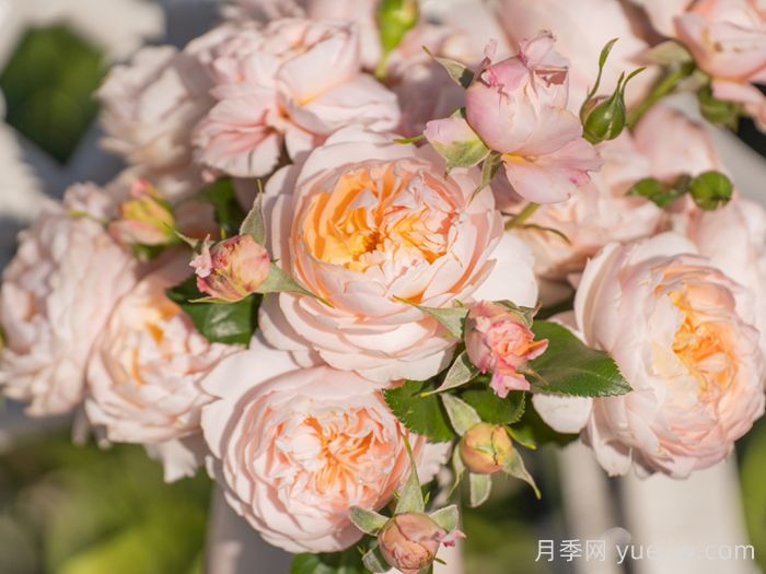 余霞月季(图3) 余霞月季(图3)