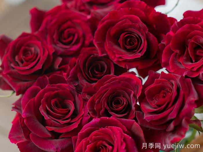 浆梅酒月季(图1)