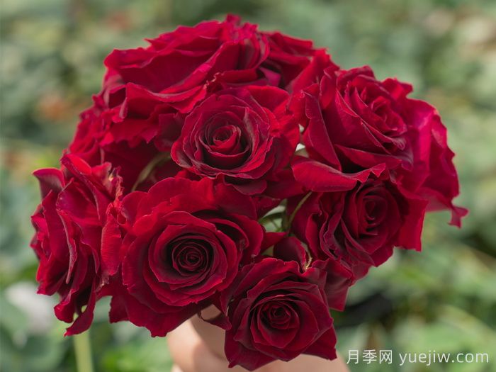 浆梅酒月季(图2)