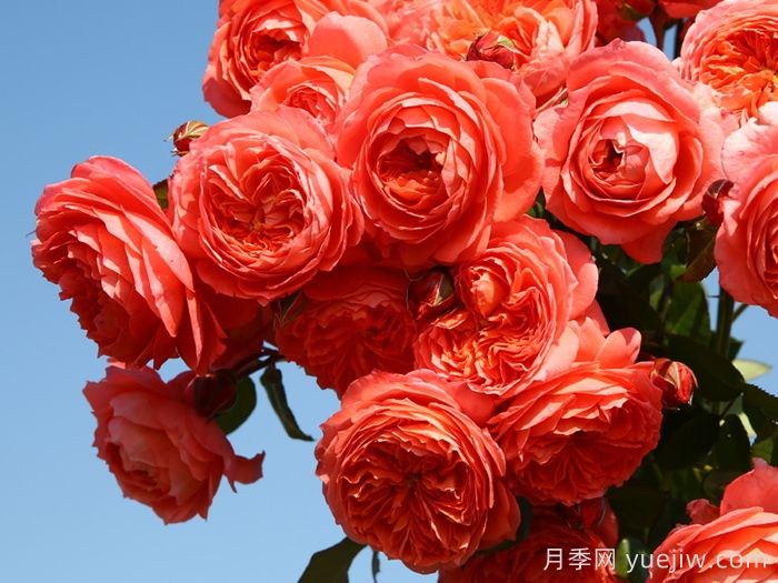 夏日花火月季(图1)