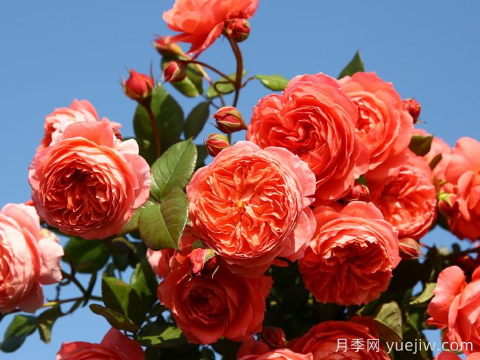 夏日花火月季(图2)