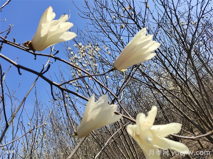 7种常见玉兰花的分辨(图1)