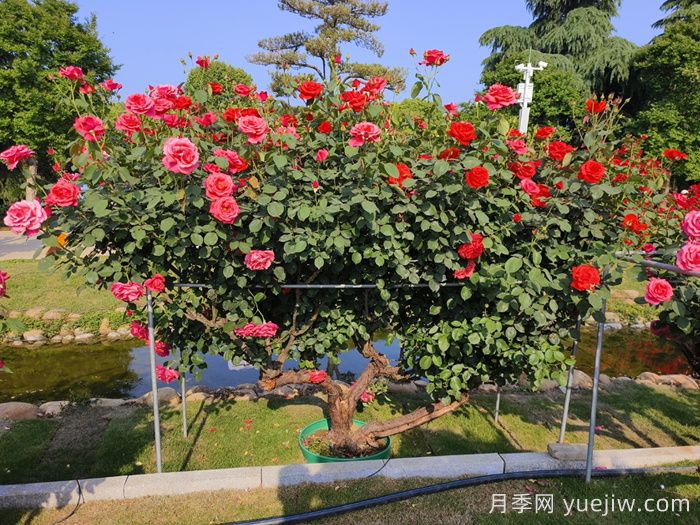 古桩月季(图8)