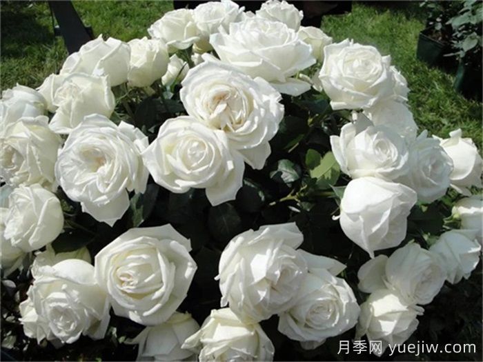 10个值得拥有的白色系月季品种盘点(图2) 10个值得拥有的白色系月季品种盘点(图2)