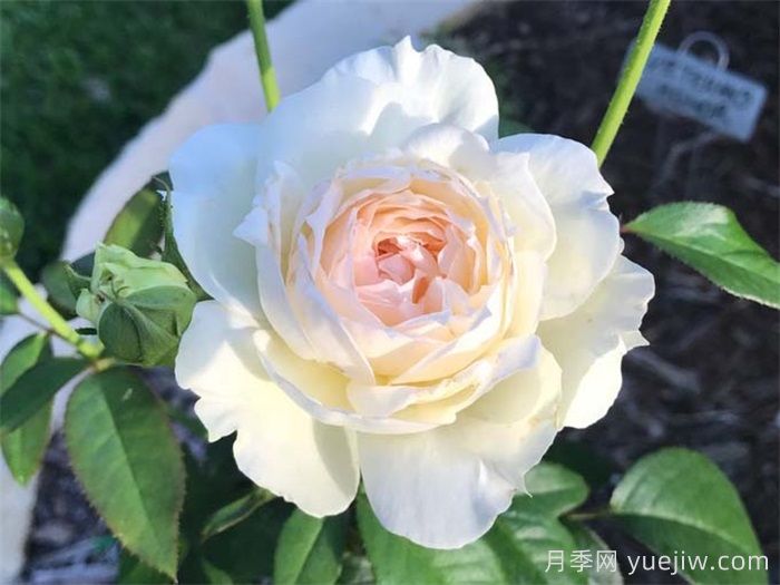 10个值得拥有的白色系月季品种盘点(图4) 10个值得拥有的白色系月季品种盘点(图4)