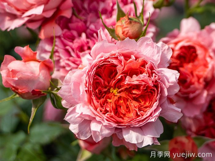 朱砂碗月季(图1)