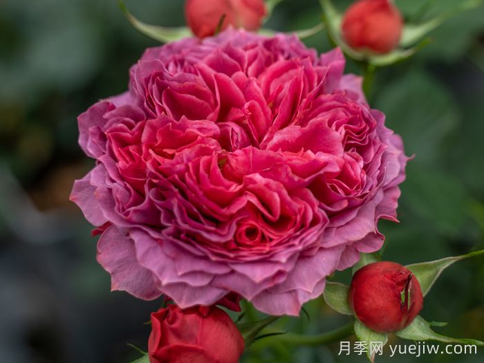 朱砂碗月季(图2)