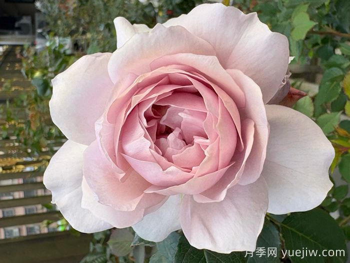 五十弦月季(图1) 五十弦月季(图1)