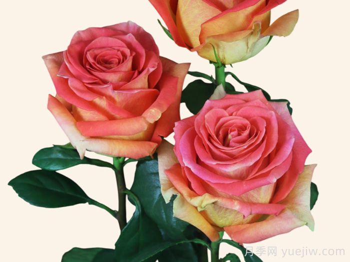 麦迪娜广场月季(图1)