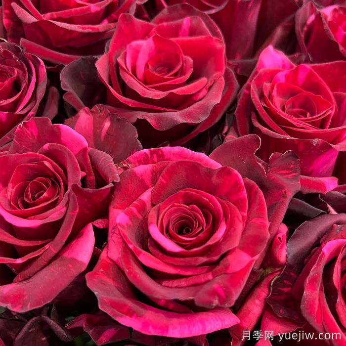 红色豹子月季/红豹子(图2)